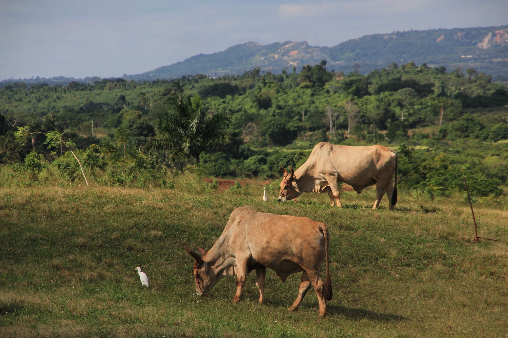 Cows in Cuba